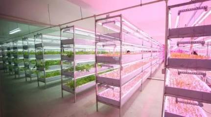 植物工廠與內(nèi)陸水產(chǎn)養(yǎng)殖 未來農(nóng)業(yè)的新趨勢