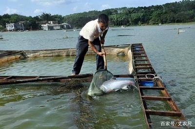日本核污水入海沖擊全球水產，內陸水產養殖或將迎來機遇與挑戰