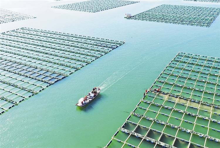 工廠化循環水系統調制海水，內陸城市也能養出大白蝦！