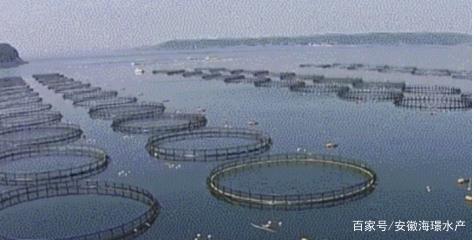 科技創新，引領內陸水產養殖銷售新“時代”